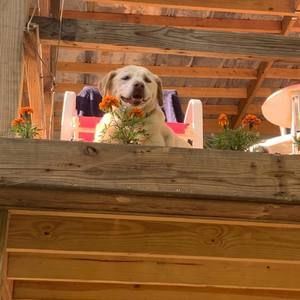 Meet your Posher, Donna